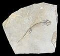 Permian Branchiosaur (Amphibian) Fossil - Germany #63593-1